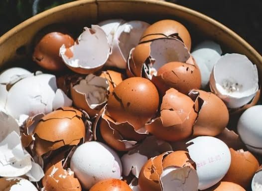 Lekari otkrivaju: prokuvajte ljuske od jaja i recite zbogom