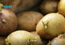 Kako spriječiti krompire da ne prokliju? Isprobajte fantastični trik naših baka!