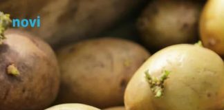Kako spriječiti krompire da ne prokliju? Isprobajte fantastični trik naših baka!