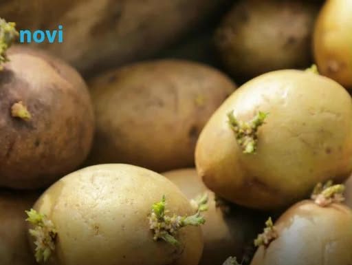 Kako spriječiti krompire da ne prokliju? Isprobajte fantastični trik naših baka!
