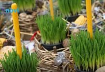 Donosi blagostanje u vaš dom: Evo kada je najbolje posijati božićnu pšenicu