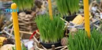 Donosi blagostanje u vaš dom: Evo kada je najbolje posijati božićnu pšenicu