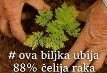 Ova Biljka UBIJA 98% Ćelija RAKA Za 16 Sati: Evo Kako Se Koristi!