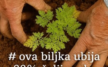 Ova Biljka UBIJA 98% Ćelija RAKA Za 16 Sati: Evo Kako Se Koristi!