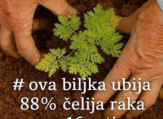Ova Biljka UBIJA 98% Ćelija RAKA Za 16 Sati: Evo Kako Se Koristi!