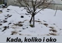 Kada, koliko i oko kojih voćnih vrsta, a kojih ne, razbacivati drveni pepeo