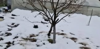 Kada, koliko i oko kojih voćnih vrsta, a kojih ne, razbacivati drveni pepeo