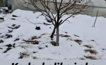 Kada, koliko i oko kojih voćnih vrsta, a kojih ne, razbacivati drveni pepeo