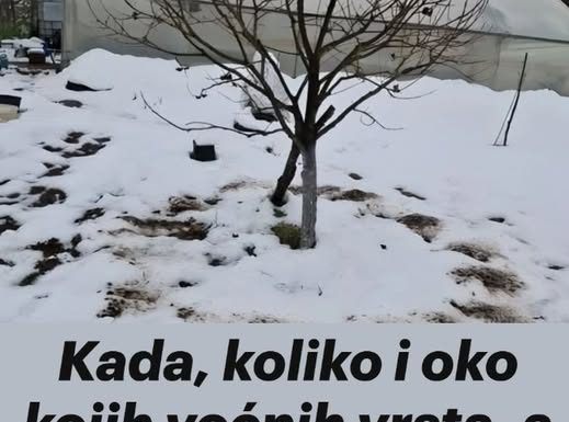 Kada, koliko i oko kojih voćnih vrsta, a kojih ne, razbacivati drveni pepeo