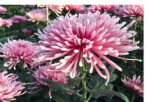 Kako da jesenja ruža uvek bude loptasta: Sve o krupnocvetnoj hrizantemi koja ispraća leto, dočekuje proleće