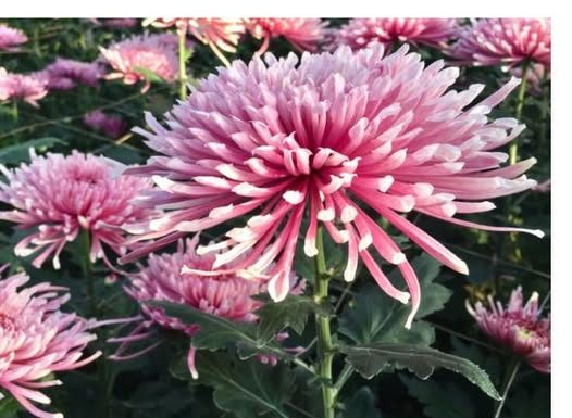 Kako da jesenja ruža uvek bude loptasta: Sve o krupnocvetnoj hrizantemi koja ispraća leto, dočekuje proleće