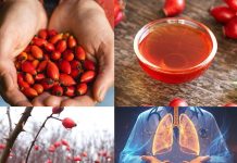 Skrivena moć šipurka (Rosa canina): 10 iznenađujućih zdravstvenih koristi i kako ih koristiti