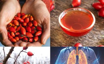 Skrivena moć šipurka (Rosa canina): 10 iznenađujućih zdravstvenih koristi i kako ih koristiti