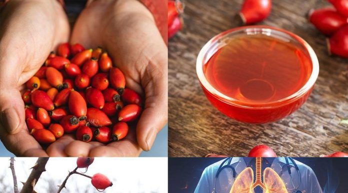 Skrivena moć šipurka (Rosa canina): 10 iznenađujućih zdravstvenih koristi i kako ih koristiti
