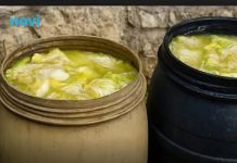 Zašto se glavice kupusa ne kisele nakon što ih stavite u bure? Ovo je razlog