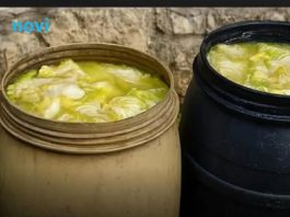 Zašto se glavice kupusa ne kisele nakon što ih stavite u bure? Ovo je razlog