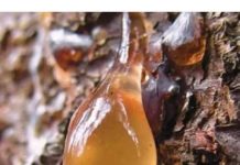 BOROVA SMOLA: Zašto je TOLIKO cijenjena, KAKO se sakuplja i za koja LEKOVITA svojstva je KORISNA…