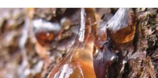 BOROVA SMOLA: Zašto je TOLIKO cijenjena, KAKO se sakuplja i za koja LEKOVITA svojstva je KORISNA…