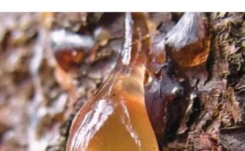 BOROVA SMOLA: Zašto je TOLIKO cijenjena, KAKO se sakuplja i za koja LEKOVITA svojstva je KORISNA…