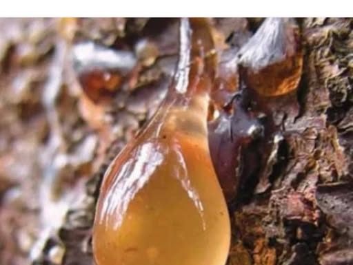 BOROVA SMOLA: Zašto je TOLIKO cijenjena, KAKO se sakuplja i za koja LEKOVITA svojstva je KORISNA…