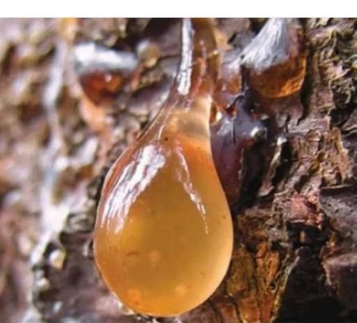 BOROVA SMOLA: Zašto je TOLIKO cijenjena, KAKO se sakuplja i za koja LEKOVITA svojstva je KORISNA…