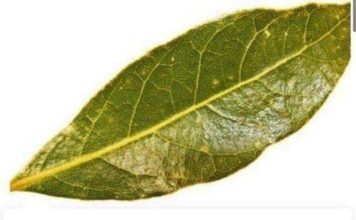 LOVOROV LIST: Spašava srce, liječi urinarne infekcije, smiruje psihu!