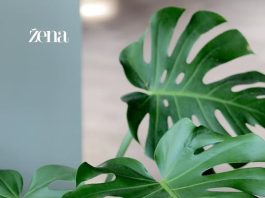 Primetili ste da je vaš nekad impozantni FILADENDRON ostao bez energije? Ne brinite, vreme je da ga premestite na OVU POZICIJU