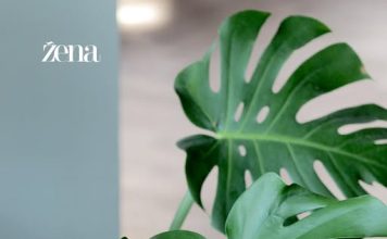 Primetili ste da je vaš nekad impozantni FILADENDRON ostao bez energije? Ne brinite, vreme je da ga premestite na OVU POZICIJU