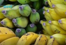 Zelena, žuta ili smeđa? Evo koja banana krije najveću moć za vaše zdravlje