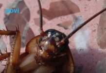 Bubašvabe bježe kao lude od ovoga: Samo ga stavite u kuhinju i ima da pobjegnu odmah