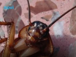 Bubašvabe bježe kao lude od ovoga: Samo ga stavite u kuhinju i ima da pobjegnu odmah