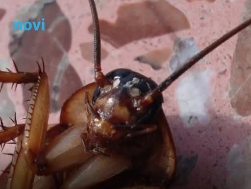Bubašvabe bježe kao lude od ovoga: Samo ga stavite u kuhinju i ima da pobjegnu odmah