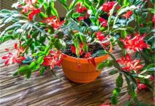 Evo kako se njeguje najljepši sobni cvijet u decembru: Božićni kaktus voli samo 1 mjesto u kući