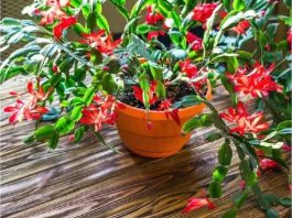 Evo kako se njeguje najljepši sobni cvijet u decembru: Božićni kaktus voli samo 1 mjesto u kući