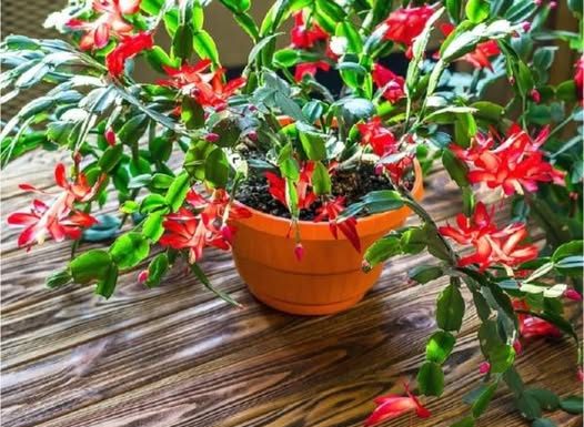 Evo kako se njeguje najljepši sobni cvijet u decembru: Božićni kaktus voli samo 1 mjesto u kući