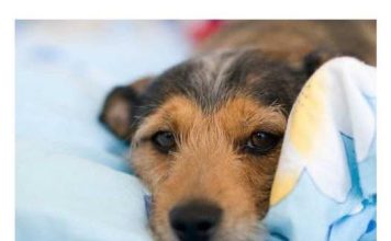 Do sada su vas lagali: Evo zašto pas treba da spava sa vama u krevetu!