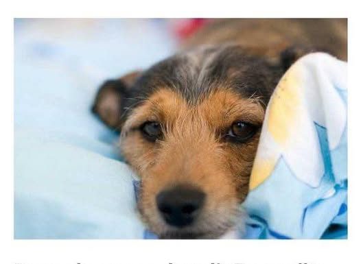 Do sada su vas lagali: Evo zašto pas treba da spava sa vama u krevetu!