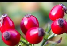 Čaj od šipka svi volimo, ali niko ne zna kako se pravilno kuha: Ova 1 stvar mu uništava sve vitamine