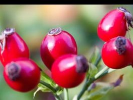 Čaj od šipka svi volimo, ali niko ne zna kako se pravilno kuha: Ova 1 stvar mu uništava sve vitamine