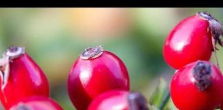 Čaj od šipka svi volimo, ali niko ne zna kako se pravilno kuha: Ova 1 stvar mu uništava sve vitamine