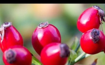 Čaj od šipka svi volimo, ali niko ne zna kako se pravilno kuha: Ova 1 stvar mu uništava sve vitamine