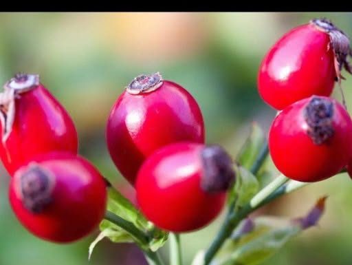 Čaj od šipka svi volimo, ali niko ne zna kako se pravilno kuha: Ova 1 stvar mu uništava sve vitamine