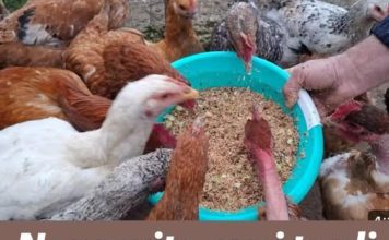 Napravite ovaj topli recept i vaše će kokoši nositi jaja BEZ prestanka cijelu zimu