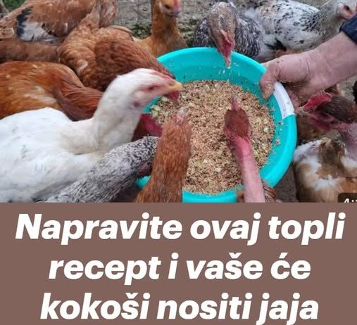 Napravite ovaj topli recept i vaše će kokoši nositi jaja BEZ prestanka cijelu zimu