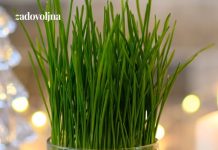 Posijale smo pšenicu u zemlju i u vatu – evo koja metoda je bolja