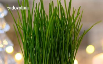 Posijale smo pšenicu u zemlju i u vatu – evo koja metoda je bolja