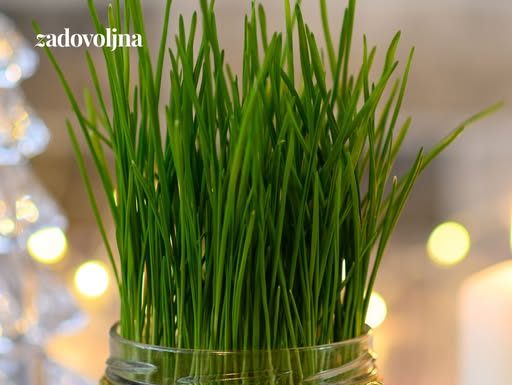 Posijale smo pšenicu u zemlju i u vatu – evo koja metoda je bolja