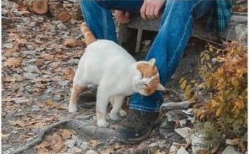 TRLJA LI SE MAČKA UZ VAŠE NOGE: Evo šta vam pokušava reći