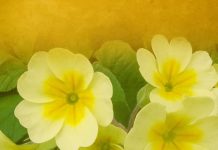 Jagorčevina leči srčane bolesti, čisti pluća i bubrege!