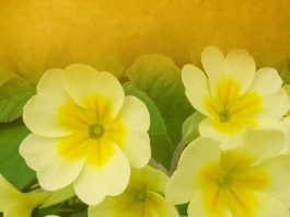 Jagorčevina leči srčane bolesti, čisti pluća i bubrege!